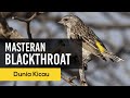 MASTERAN BLACKTHROAT SUPER GACOR SUARA JERNIH COCOK BANGET UNTUK MASTERAN KENARI