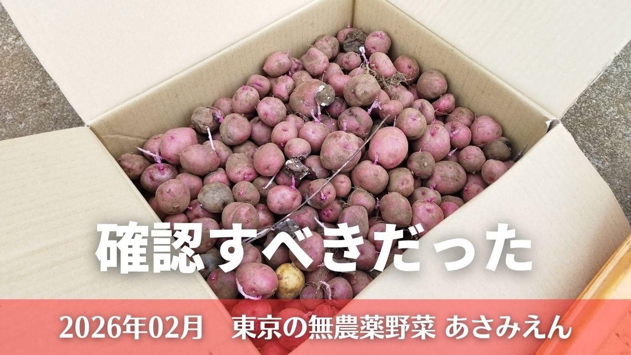 アンデスレッド（じゃがいも）の種芋の観察 20260227