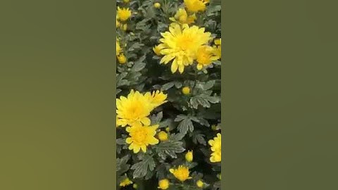 Review vườn hoa cúc chùm cánh dài ở đà lạt 8 2021