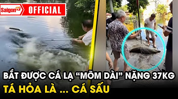 Bắt được con cá lạ “mõm dài” nặng 37kg ở Hà Nội, vác lên bờ mới biết… cá sấu hỏa tiễn | SaigonTV