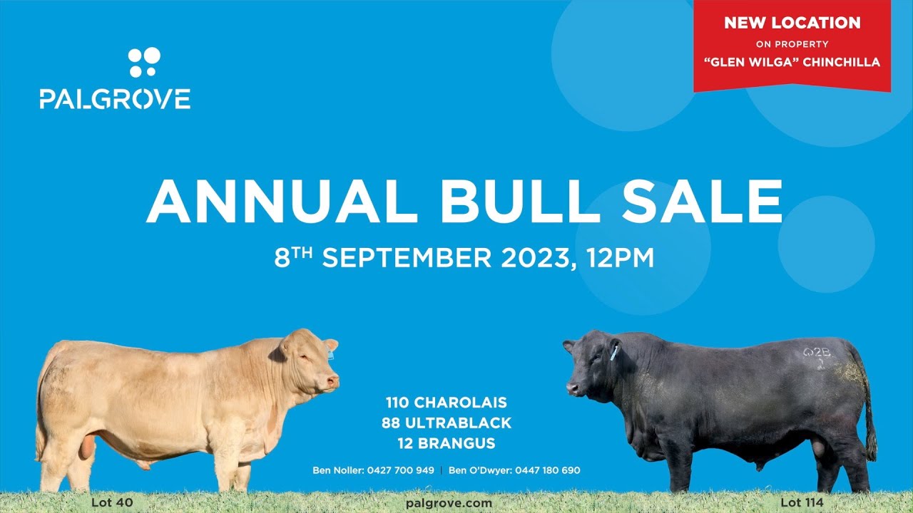 Palgrove 2023 Bull Sale. New location "Glen Wilga" Chinchilla. YouTube