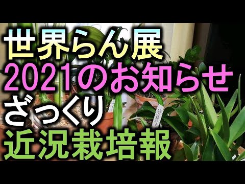 緊急ニュース 世界らん展21お知らせが届いた 近況育成事情 Youtube