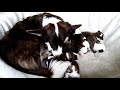 Щенки Вельш Корги Кардиган, 1 неделя / welsh corgi cardigan puppies, one week old