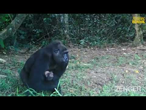 First Ever Baby Gorilla Born To Captive Bred Parents In Wild In Gabon