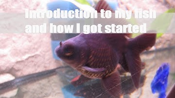 Introduction to my goldfish!