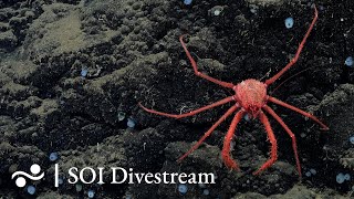 Tengosed Seamount | SOI Divestream 533 - Part 2