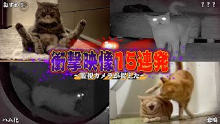 【激録】監視カメラが捉えた猫たちの”衝撃映像