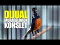 Jual Murai Konslet Blorok Kedung Mulyo Gacor Komplit Suara Isian Mp3 - Mp4 Download