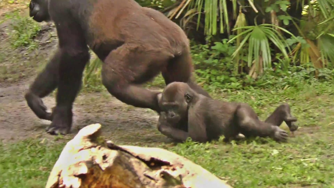 baby gorillas playing