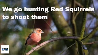 Hunting Red Squirrels to shoot (with my camera)4k