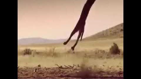 ارح سمعك تلاوة القرآن الكريم الشيخ أحمد العجمي حالات واتس اب اسلامية القرأن الكريم