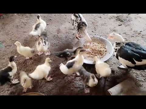 Abdoulghadirou765 Gmail Com