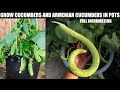 How to Grow Cucumbers at Home with Many Fruits | EASY WAY