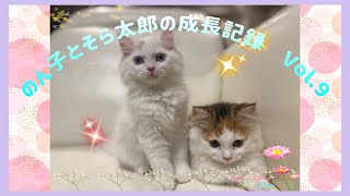 のんちゃんの初お風呂♨️ by のん子とそら太郎の成長記録 218 views 7 months ago 5 minutes, 41 seconds