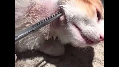 Come capire se il gatto ha parassiti?