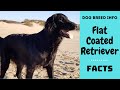 Flat Coated Retriever dog breed. All breed characteristics and facts about Flat Coated Retriever