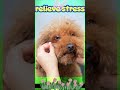 Unlock new strategies for pet odor removal.#relaxation #pets #comfort #asmr #dog