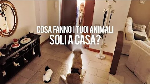Quanto costa portare a spasso il cane?