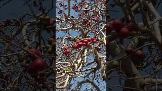 Impresionante ciruelo silvestre 𝑺𝒑𝒐𝒏𝒅𝒊𝒂𝒔 𝒑𝒖𝒓𝒑𝒖𝒓𝒆𝒂 la ciruela de huesito #ciruela #ciruelas #campo