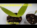 Салак (Змеиный фрукт) 2 месяца