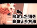 脱走した猫を捕まえた方法