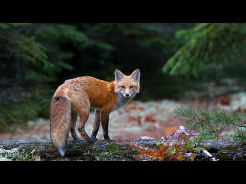 Видео: Лесная принцесса