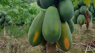 2 Acres, Infinite Potential: Pawpaw Farming in the Heart of Northern Uganda