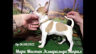  Мари Мистик Эсмиральда Эйприл Др 06/08/2022  70 тр +7 921 595 08 48 - 4 