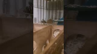 My hamster exploring her new toy