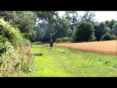 Galloping Sky (5YO Thoroughbred)