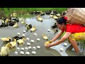 Food makes a living : Woman looking for food in the field meets 21 ducklings - She feeds them well