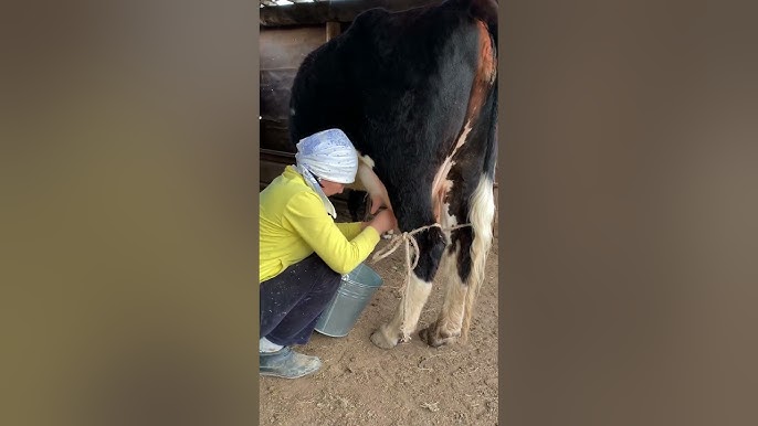 Еркек сиырды сиыр видео