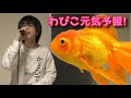 きんぎょ注意報!OP「わぴこ元気予報!」歌ってみた【加藤秀之】