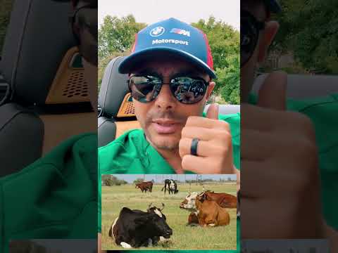 السمنة البلدي
