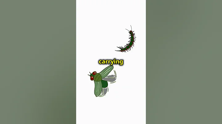 Top 5 Most Dangerous Insects! 🐜  #like #facts #insects #subsribe #animals