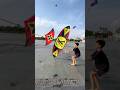 Nghệ nhân trẻ đang kéo diều thì tự nhiên diều ở đâu bay xuống thế này..#patang #kite #layangan #pipa