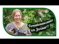 Tomaten selber ziehen schon im Januar | Macht das Sinn? Tomaten vorziehen und anbauen