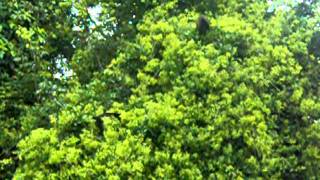Howler Monkeys 2 - Costa Rica