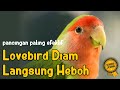 Pancingan Dan Terapi Lovebird Malas Dan Macet Bunyi Agar Emosi Ikut Ngekek Ngetik Panjang