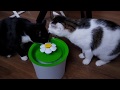 ПОИЛКА ФОНТАН ДЛЯ КОТА Catit 2.0 Flower