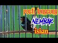 kolibri muncang gacor cocok buat masteran