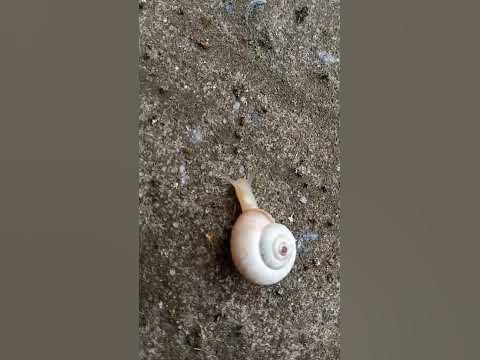 #улитка, скорость передвижения улитки 👀👍🤝 - YouTube