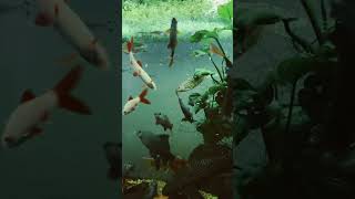 Community Fish eating goldfish flakes