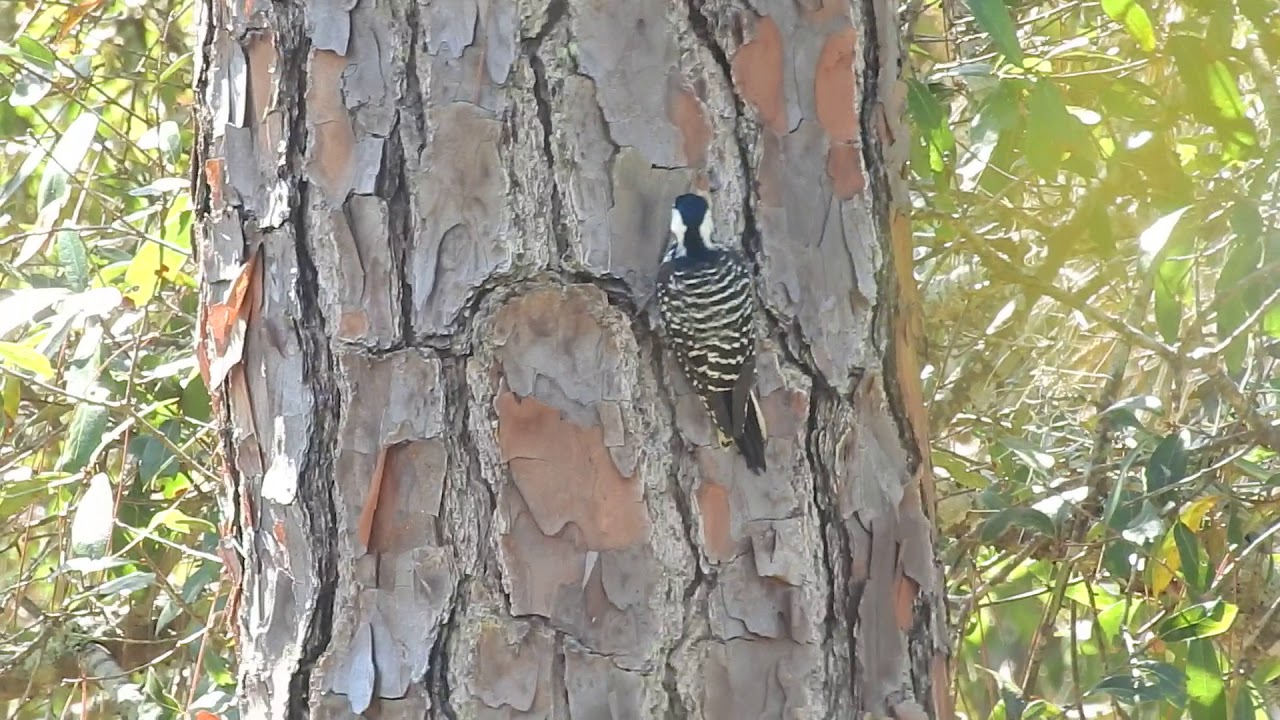 Red-cockaded woodpecker 