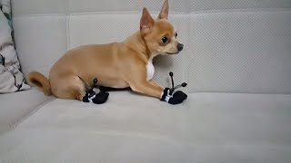 Sevimli Köpeğimiz Badi Kışa Hazır Ama Botlarına Direniyor (Dog Chihuahua Buddy Şivava)