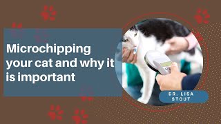 Everything You Need To Know About Cat Microchipping From Cloverleaf Animal Hospital by Cloverleaf Animal Hospital 32 views 2 years ago 9 minutes, 5 seconds