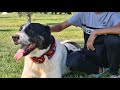 Аждар абсолютный чемпион Туркмении 2019 - Champion Dog Alabai
