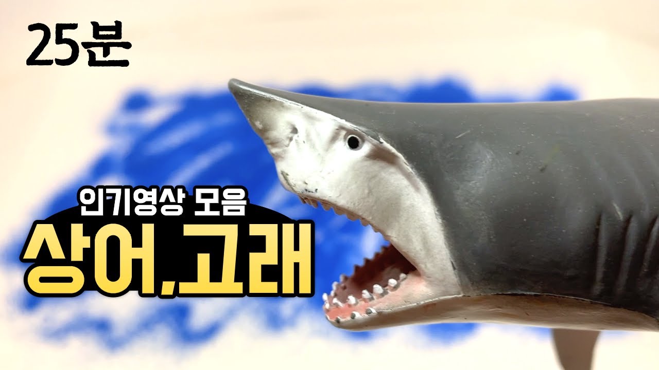 (Kr) 고래, 상어, 바다생물 인기영상 모음 25분 | 고래종류, 상어종류 | 이름배우기 | 숫자세기 | 색깔배우기 등