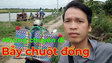 Bẫy chuột đồng khi lúa chưa cắt... sẽ như thế nào... Tèo Ngố TV...