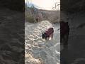 English mastiff and french bulldog take on the beach  puppy dog